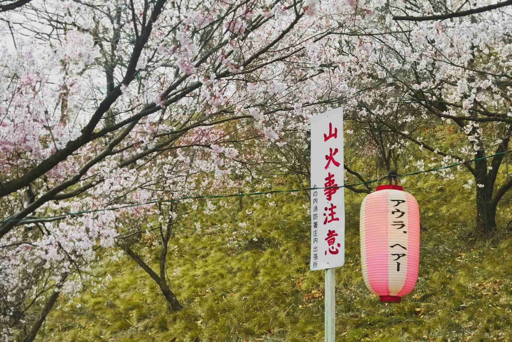 Cherry Blossoms in Japan